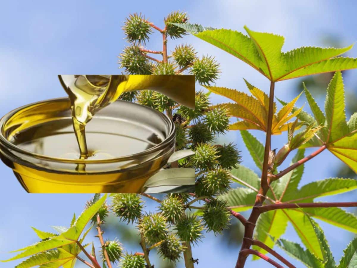 How Castor Oil Give Hair Glow And Good For Skin Health முடிக்கு