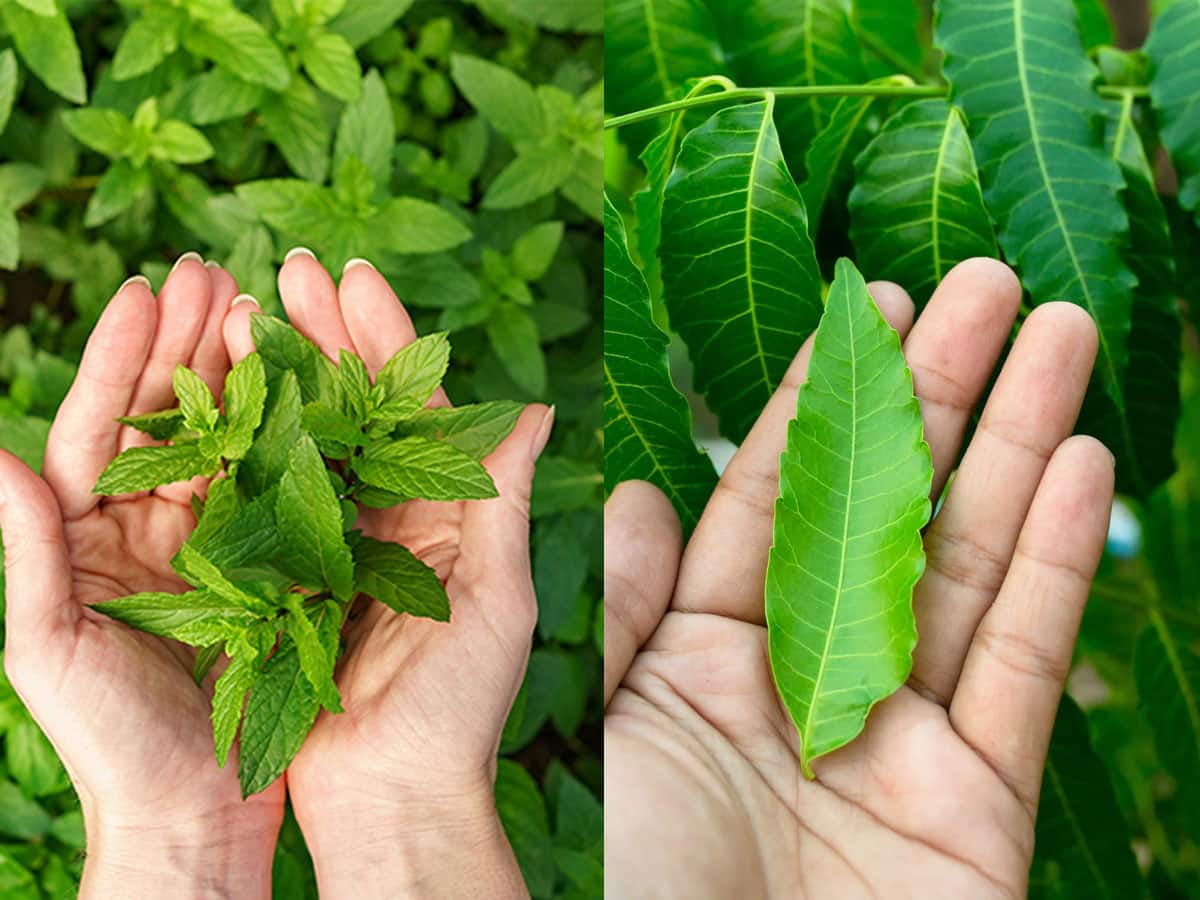 How Neem Leaves and Thulasi is the Best medicinal uses for All வெறும்