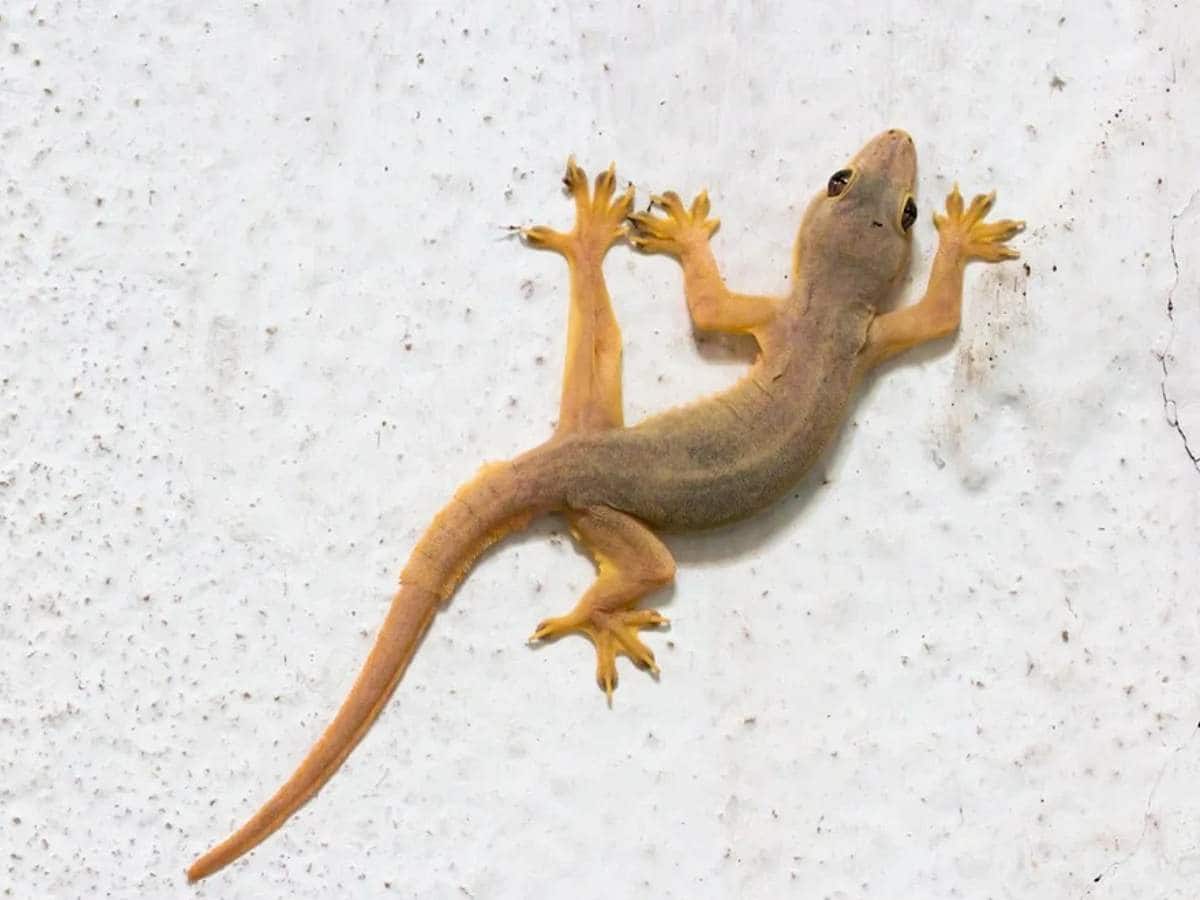 If Lizard Falls On You On These Dates You Will Get Lucky இந்த