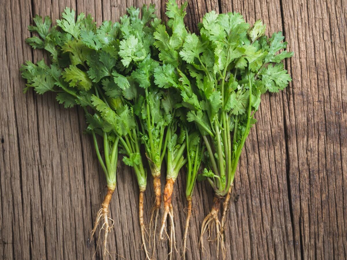 Amazing Health Benefits of Coriander Leaves சாப்பிடும் போது