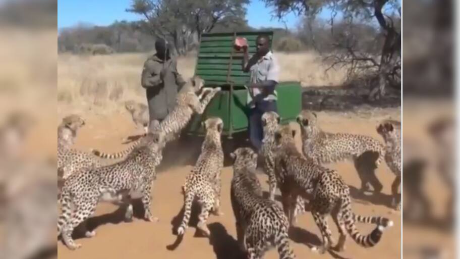 Google Trends leopards Feast Video: Toughtest Job Of World | உயிரை ...