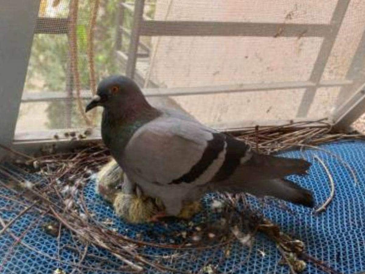 Vastu Tips Is Pigeon Nesting At Home Good Or Bad | வீட்டில் புறா கூடு ...