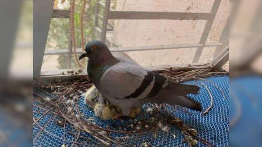 Vastu Tips Is Pigeon Nesting At Home Good Or Bad | வீட்டில் புறா கூடு ...