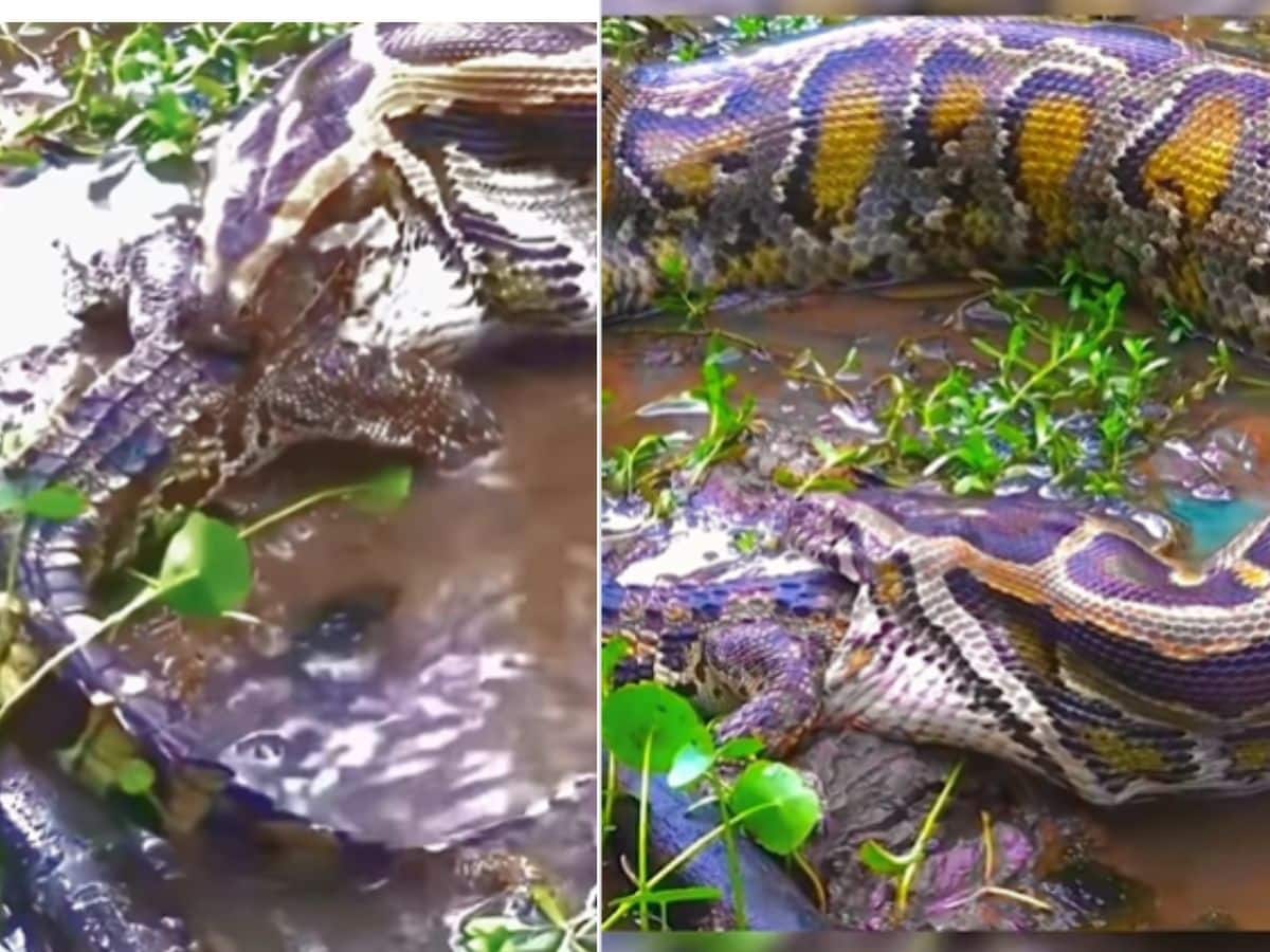Poisonis Python Google Trending Video Of Crocodile Hunt Of Huge Poisonous Python ...