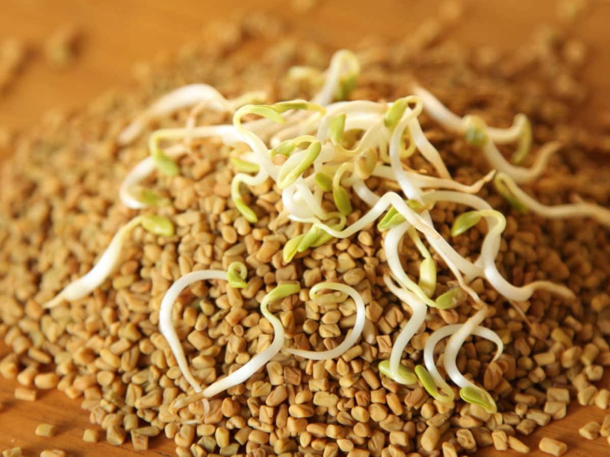 How Fenugreek Seeds Helps For Piles Patients பைல்ஸ் பாடாய்