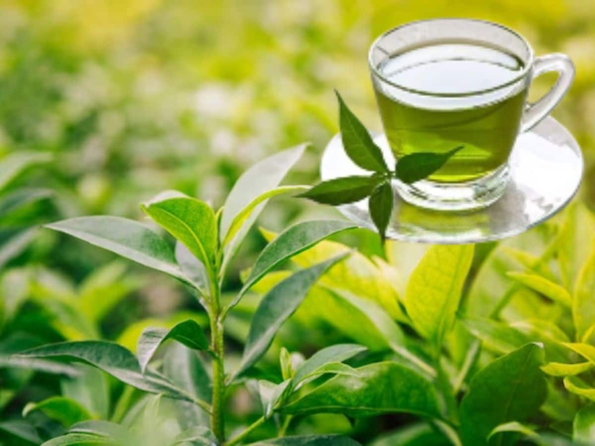 Green Tea Side Effects Careful For Patients கிரீன் டீ இதய ஆரோக்கிய