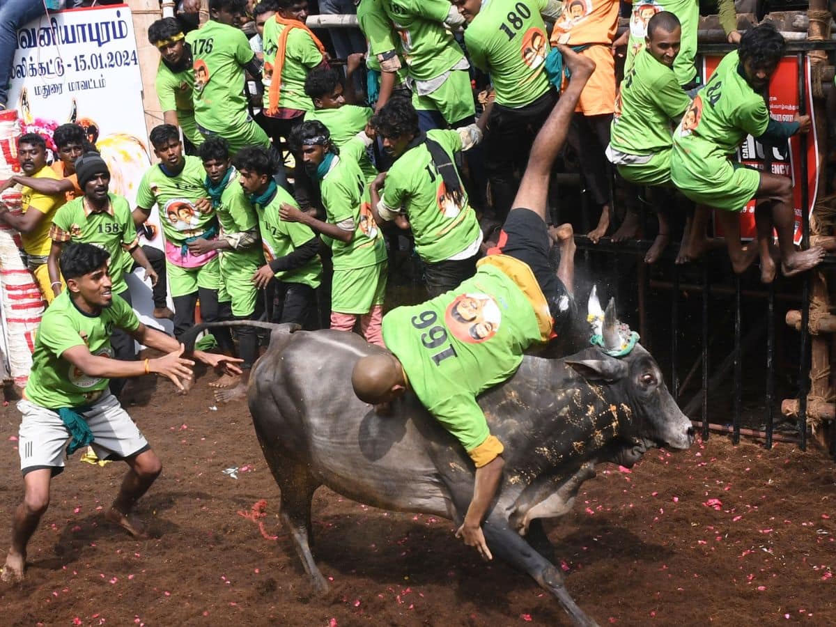 avaniyapuram jallikattu 2024 highlights மதுரை அவனியாபுரம்