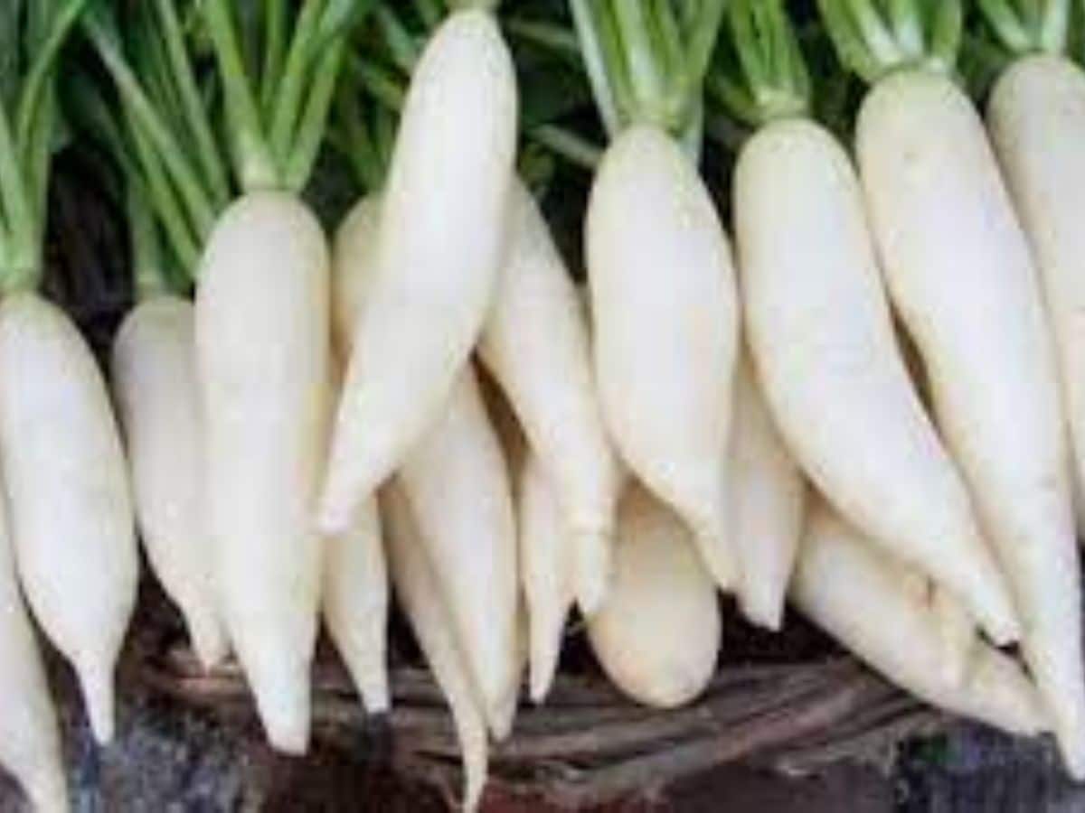 Benefits of Taking Radish in Empty Stomach வெறும் வயிற்றில் முள்ளங்கி