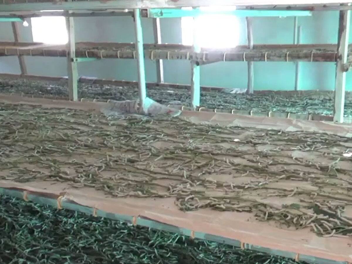 மல்பெரி பயிரிட்டு பட்டு புழு வளர்ப்பு செய்து நல்ல லாபம் கிடைப்பதால் விவசாயி மகிழ்ச்சி