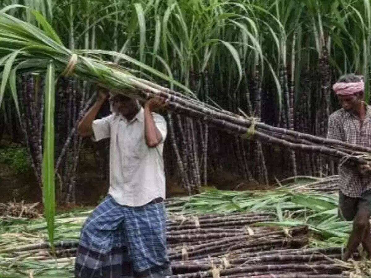 கரும்புக்கான கொள்முதல் விலை டன்னுக்கு ரூ.3,150 போதுமானதல்ல: பாமக ராமதாஸ் 