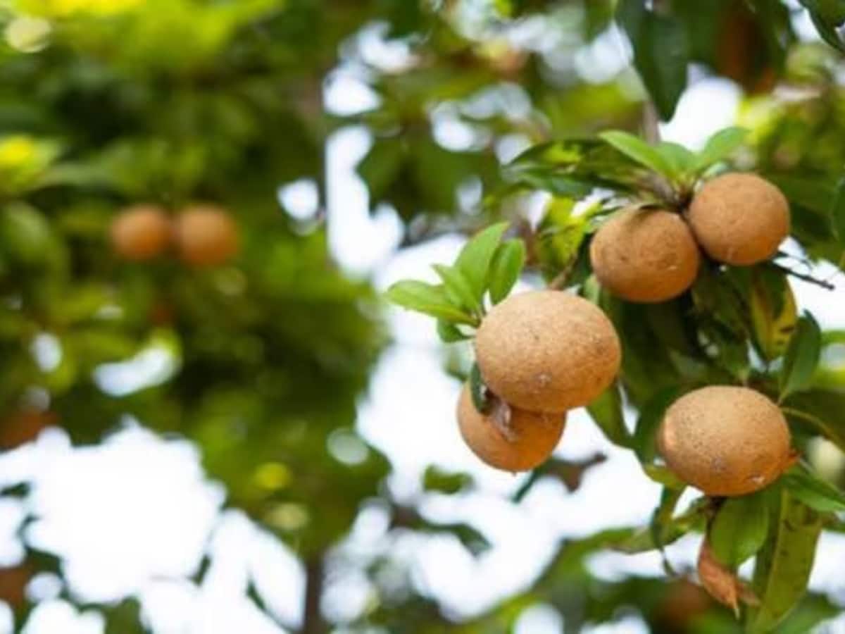 Drink Sapota Fruit Juice Frequently You Will Get Bone Skin Pregnancy