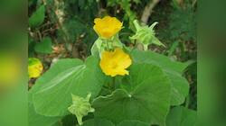 Thuthi leaves: ஆண்மையை அதிகரிக்கும் துத்தி இலை! எப்படி சாப்பிடுவது?