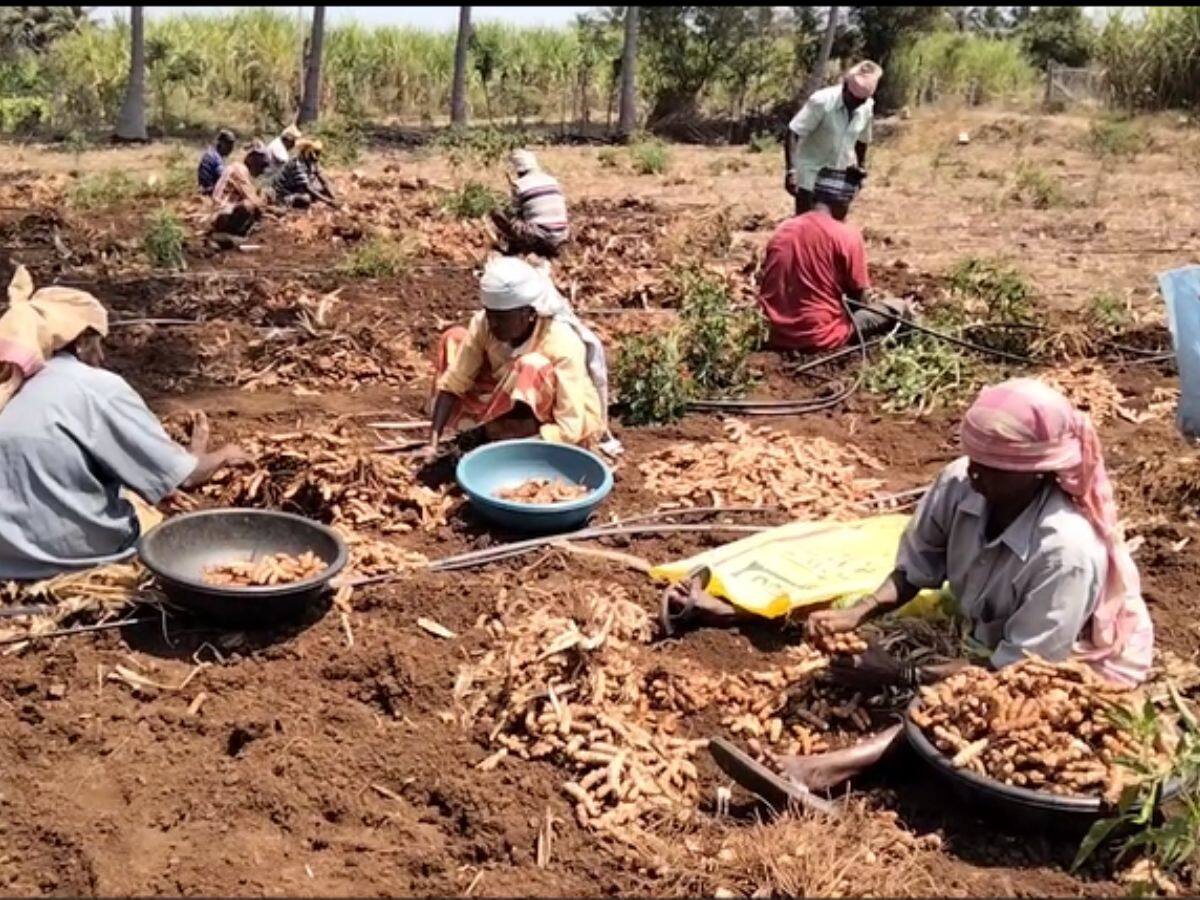 குறையும் மஞ்சள் சாகுபடி: விலை உயரும் என எதிர்பார்க்கும் விவசாயிகள் 