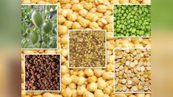 பொட்டுக்கடலைக்குள்ள இத்தனை விஷயம் இருக்கா? ஆரோக்கியத்தை மேம்படுத்தும் வறுகடலை மேஜிக்!