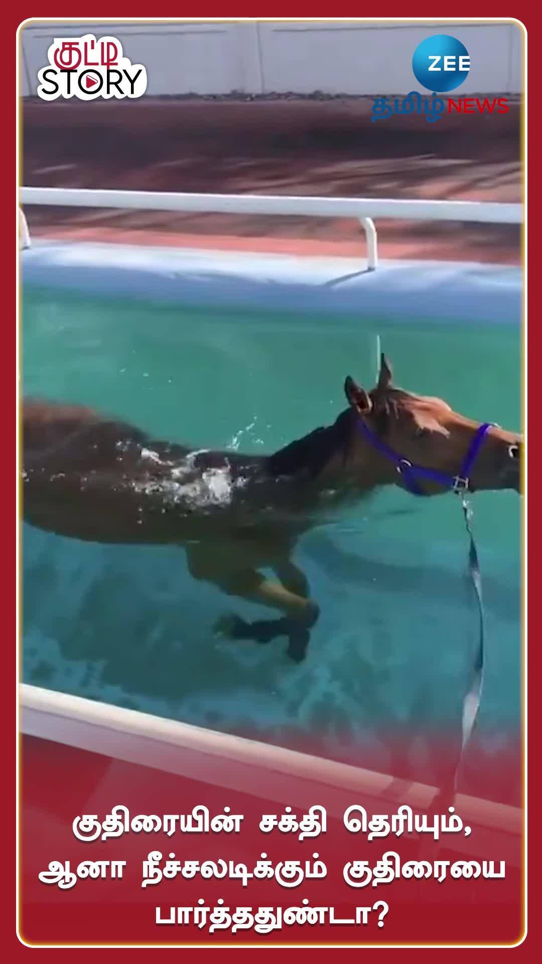 Surprising Video Of Horse In Swimming Pool Make Wonder How Its Handle