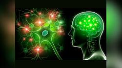 Nerve Health: நரம்பு தளர்ச்சி ஏற்படாமல் இருக்க... தேவையான வைட்டமின்களும் உணவுகளும்!