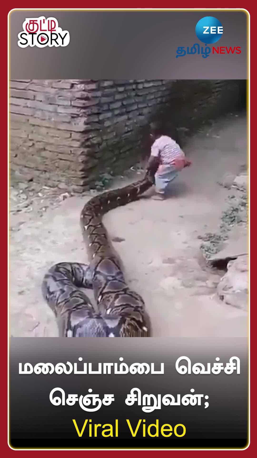 Kid playing with Python stuns Netizens see in Viral Video | மலைப்பாம்பை ...
