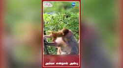 அம்மா என்றால் அன்பு.... குரங்கின் செயலை பார்த்து மகிழ்ந்த நெட்டிசன்கள்