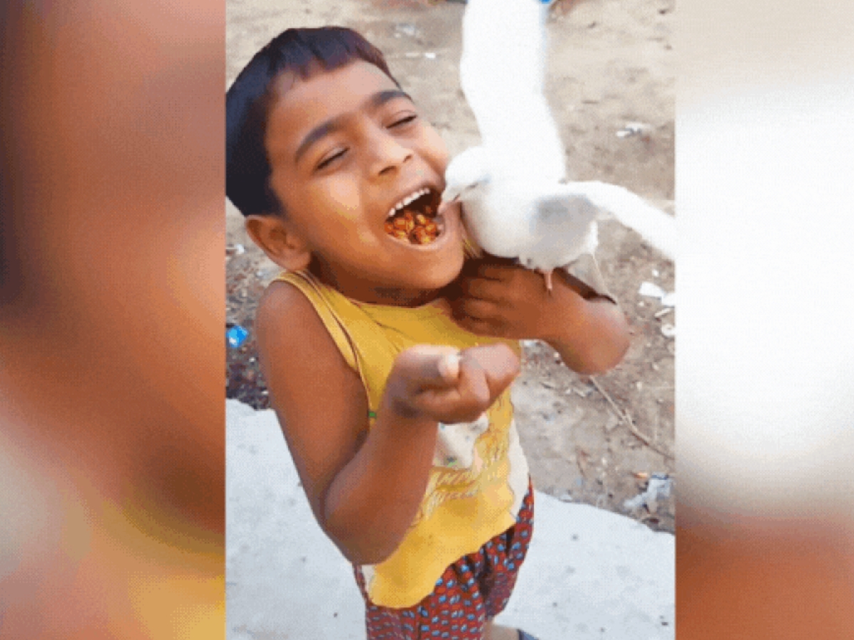 Viral Video: பாசக்கார பய போலிருக்கு.... புறாவுக்காக வாயை கொடுத்த ‘பாரி’ வள்ளல்...!! Viral Video: பாசக்கார பய போலிருக்கு.... புறாவுக்காக வாயை கொடுத்த ‘பாரி’ வள்ளல்...!!