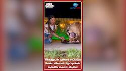 சிங்கத்துடன் டின்னர் சாப்பிடும் பெண்: விளாசும் நெட்டிசன்ஸ், ஷாக்கிங் வைரல் வீடியோ