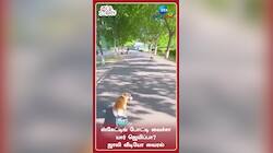 ஸ்கேட்டிங் போகும் செல்லக்குட்டிகளின் ஸ்வீட் கலாட்டா.. 