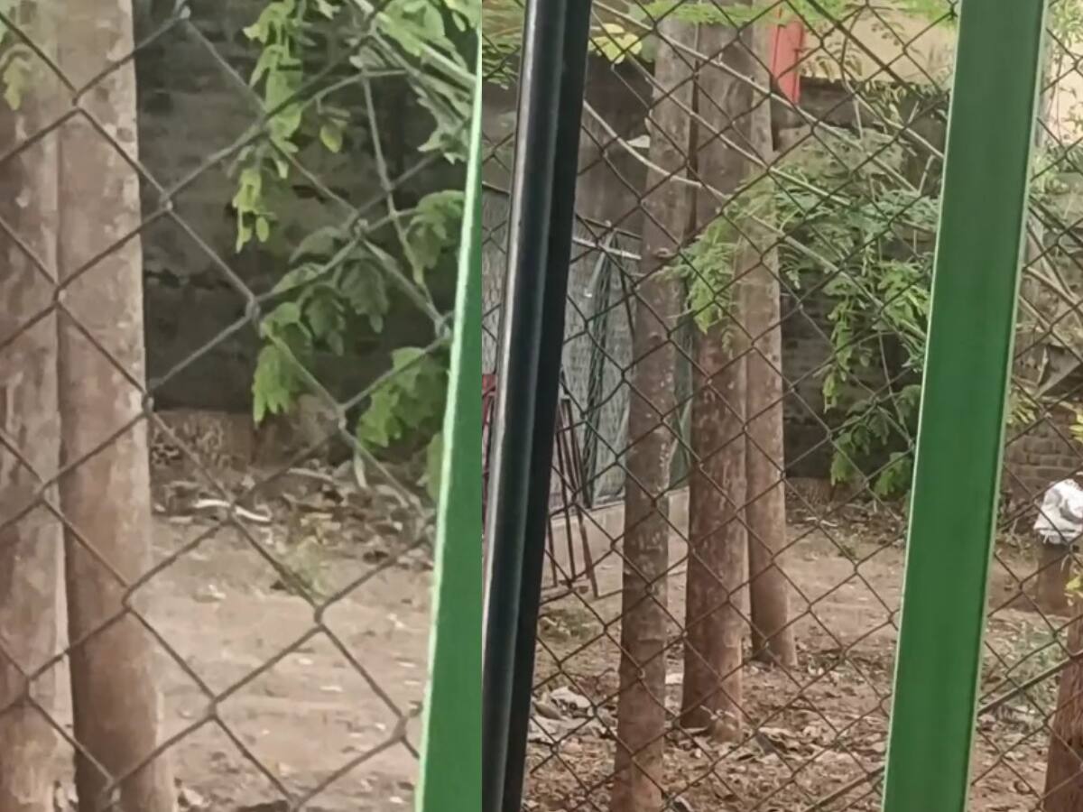 திருப்பத்தூரிலும் சிறுத்தை நடமாட்டம்... ஒருவர் காயம் - மயிலாடுதுறையில் தப்பியது இதுதானா...?