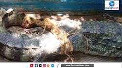 12 அடி நீளமுள்ள முதலையை அசால்டாக பிடித்த மக்கள்