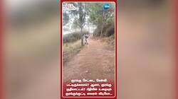 ஜாலியாய் குதியாட்டம் போடும் ஒற்றைக் குரங்கு வீடியோ வைரல்