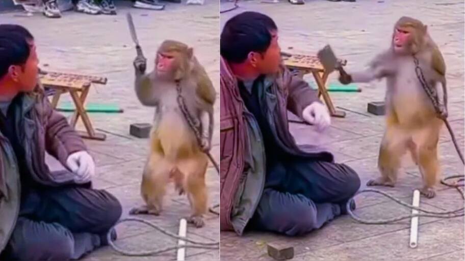 Monkey Viral Video: OMG... Monkey Gets Angry, See What Happens Next ...