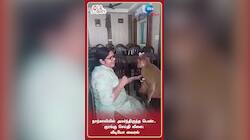 நாற்காலியில் அமர்ந்திருந்த பெண் மீது குரங்கு செய்தி லீலை: வீடியோ வைரல்