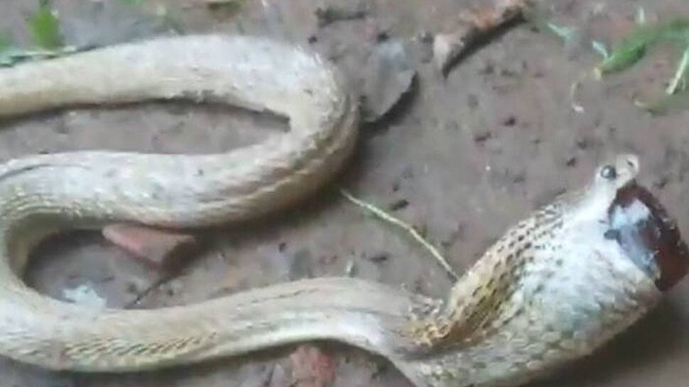 எதையோ விழுங்கி அவதிப்படும் நாகம்..! வைரலாகும் வீடியோ..!