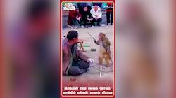 குரங்கின் வேற லெவல் கோவம், ஷாக்கில் மக்கள்: வைரல் வீடியோ