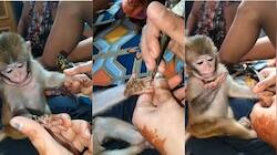 அழகாய் அமர்ந்து அமர்க்களமாய் மெஹந்தி வைத்துக்கொள்ளுக்கும் குரங்கு: செம கியூட் வைரல் வீடியோ