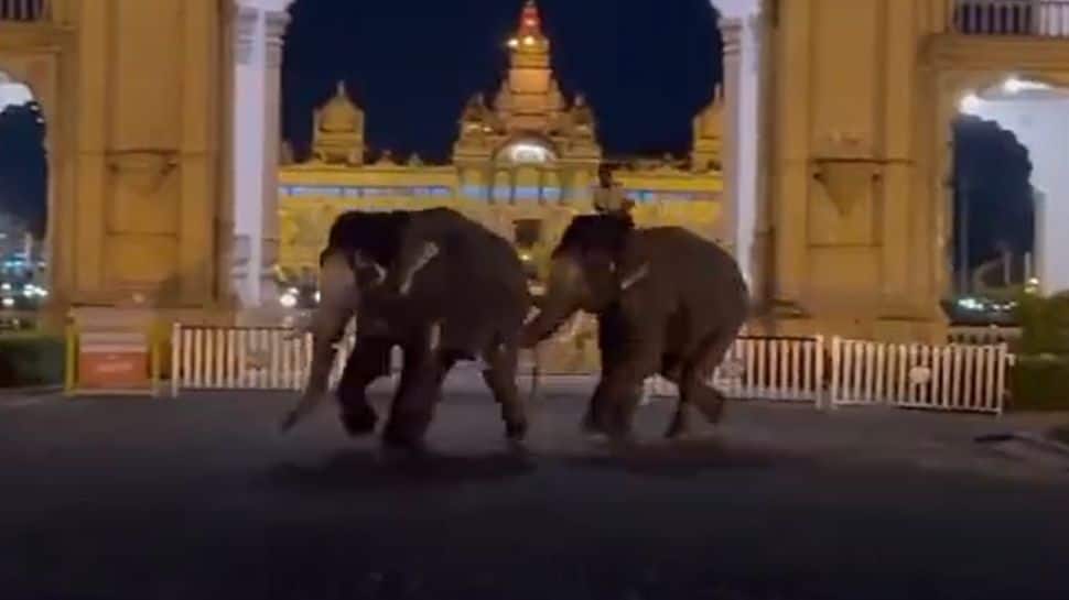 யானைக்கும் யானைக்கும் சண்டை  தசரா கொண்டாட்டத்தில் நடந்த மோதல் வீடியோ வைரல்