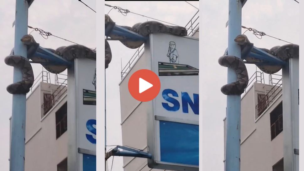 பாம்புக்கு ஷாக்கடிச்சா எப்படியிருக்கும்? அது தெரியாம தான இந்த பயபுள்ள மின்கம்பியில தொங்குது! பீதி கிளப்பும் வீடியோ... பாம்புக்கு ஷாக்கடிச்சா எப்படியிருக்கும்? அது தெரியாம தான இந்த பயபுள்ள மின்கம்பியில தொங்குது! பீதி கிளப்பும் வீடியோ...