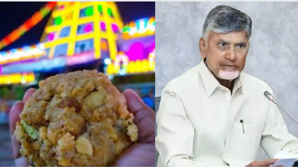 விஸ்வரூபம் எடுக்கும் லட்டு சர்ச்சை... சிறப்பு விசாரணை குழு அமைப்பு - சந்திரபாபு நாயுடு அதிரடி விஸ்வரூபம் எடுக்கும் லட்டு சர்ச்சை... சிறப்பு விசாரணை குழு அமைப்பு - சந்திரபாபு நாயுடு அதிரடி