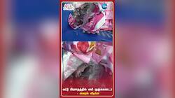 சித்தி விநாயகர் கோயில் பிரசாதத்தில் எலி குஞ்சுகளா...? - வைரல் வீடியோ