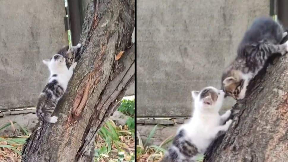 Viral Video Of Cat Dragging Out Other Cat By Ears When It Refused To
