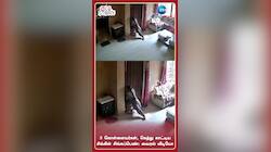 3 கொள்ளையர்கள், கெத்து காட்டிய சிங்கிள் சிங்கப்பெண்: வைரல் வீடியோ