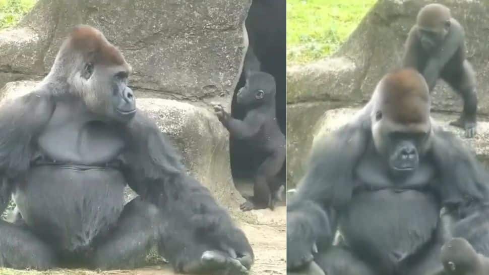 தன் குட்டிகளிடம் சிக்கித்தவிக்கும் தந்தை கொரில்லா! என்னா சேட்டை..வைரல் வீடியோ..