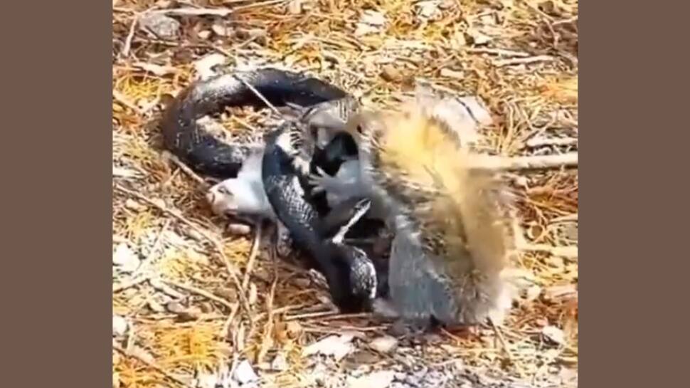 பாம்பிடம் சிக்கித் தவிக்கும் அணில் குஞ்சு… போராடும் தாய் அணில்… திக் திக் நிமிடங்கள்