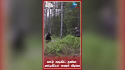 வம்பு பண்ணினா ஒரே ஒரு அமுக்கு தான்! பாய்ந்து பதுங்கும் கரடி! 