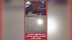 ரணகளமா, குதூகலமா என புரியாமல் குழப்பும் பாம்புகளின் வைரல் வீடியோ