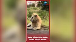 சீண்டி விளையாடும் சின்ன சிங்கம் வீடியோ வைரல் 