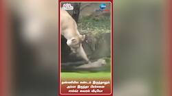 அம்மான்னா சும்மாவா? அடிக்கிற கை தான் அணைக்கும்!