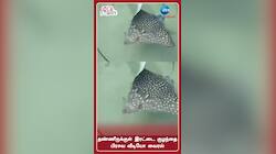 தண்ணீருக்குள் இரட்டை குழந்தை பிரசவ வீடியோ வைரல்