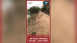 அடேங்கப்பா! என்னவொரு லாங் ஜம்ப்... வைரல் வீடியோ