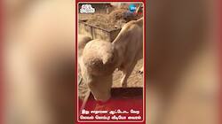 இது சாதாரண ஆட்டோட வேற லெவல் கொம்பு! வீடியோ வைரல்