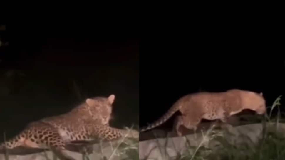 Viral Video: சாலையில் ஒய்யாரமாக படுத்து இருந்த சிறுத்தை! வைரலாகும் வீடியோ!