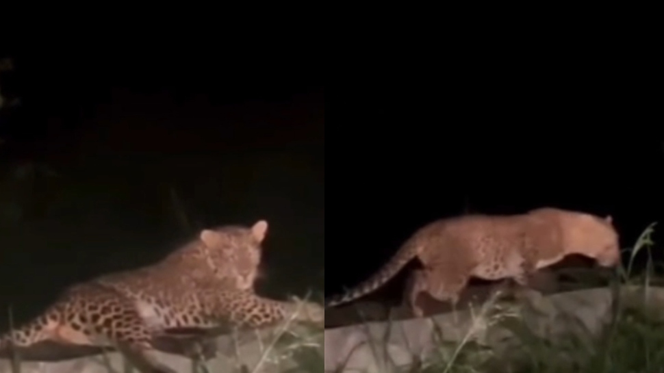 Viral Video: சாலையில் ஒய்யாரமாக படுத்து இருந்த சிறுத்தை! வைரலாகும் வீடியோ! Viral Video: சாலையில் ஒய்யாரமாக படுத்து இருந்த சிறுத்தை! வைரலாகும் வீடியோ!